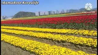 Suncheon Bay Garden@MamaRose Korealife