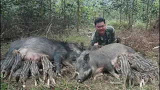 Techniques for caring for wild boars, free-range grazing, and living in the green forest.