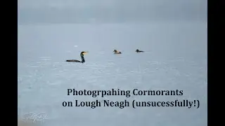 Photographing Cormorants on Lough Neagh (unsuccessfully!)