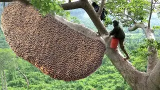 Honey Harvesting Honey - Bee Master in Taiwan Ep- 499 By @Sarvaivel_Rad #honeybee #bees #honey