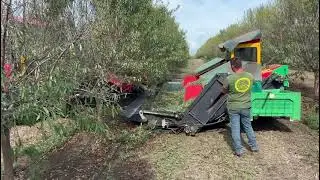Raccolta meccanizzata in un mandorleto superintensivo