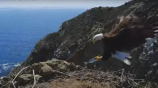 Eagle 