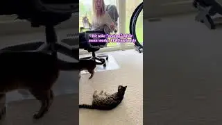 Rest. Yawn. Good kitty!