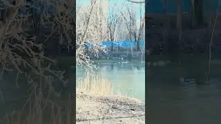 Seagulls on the first day of spring/Чайки в первый день весны