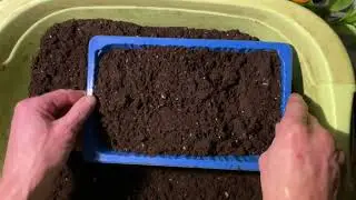 Как я выращиваю дички на подвой .Посев косточек 🍋