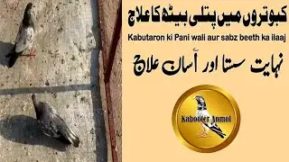 Kabootar ke Sabz aur pani wali Beeth ka ilaaj || Kabooter Anmol  @pigeon