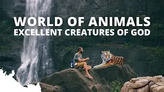 AMAZING WORLD OF ANIMALS  |  Animal Stories | Relaxing video | Wildlife