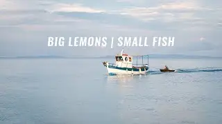 Big Lemons | Small Fish