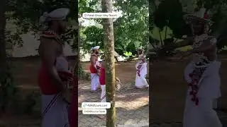 Rislak Green Way Resort 🇱🇰 🛩🛥⛱🌴🐋🐘🐆🏄