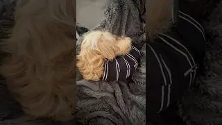 Fast asleep #cavapoo