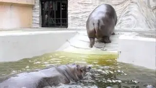 上野動物園  夕方のカバ　ジローとサツキ