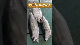 yellowfin tuna #fishing #viralvideo #mancingtuna #fish #cuttingtuna #seafood  #ikantunabesar