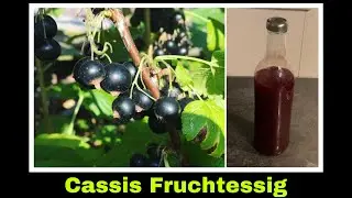 Johannisbeeressig Rezept Cassis Obstessig | Johannisbeeren Essig | Selbstversorgung: Ribisel