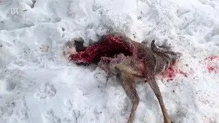 Gerissener Rehbock: War es ein Wolf? | BR24