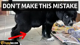 Easiest Dog Breeds to Potty Train [FALSE INFORMATION]