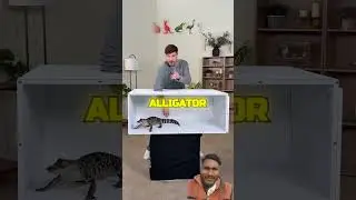 Guess the Animal 🐯 | Brain Challenge reaction#shortsfeed