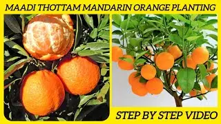Top Best All season Orange Variety plant | ஆரஞ்சு வகை/Popular Orange Variety in Tamil #harishthottam