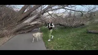 Weber River/Ogden River confluence zone, trail hike along the rivers. Big tree down across pathway!😲