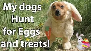 My dogs HUNTING for Easter eggs..