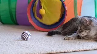 Purrfect Hobbies: Bonding with Your Cat!