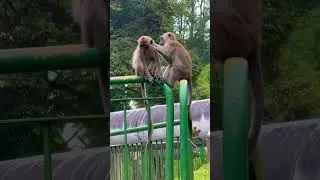 🙊 Scratch my back! #monkeys #grooming #lowerpeirce #reservoir #singapore #shorts