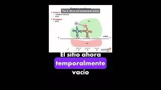 Protein synthesis USMLE Step 1