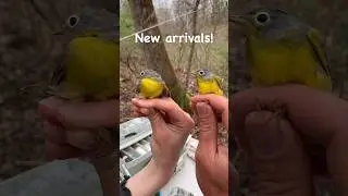 New Arrivals Nashville warblers #birds #nashville #warbler #berkshires #birdresearch