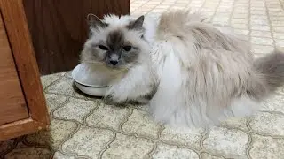 kitty friend so fluffy purdy Elly