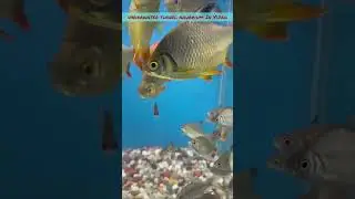 Vizag Underwater Tunnel Fish Exhibition #shorts #youtubeshorts #vizag