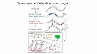 J Liu: Engineering of a temperature-optimized Gal4/UAS system for C. elegans transcriptional control