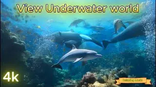 Beautiful Underwater world 365/19 music feel good Listen to quiet music, listen to the sound #relax