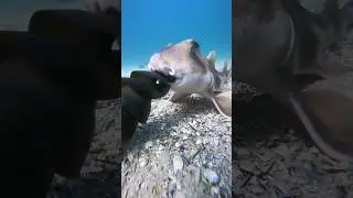 Что держит во рту эта акула?🫢🤔Появление на свет маленьких акул