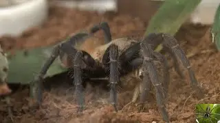 Colombian Dwarf Blue Tarantula (Pseudhapalopus sp Blue)