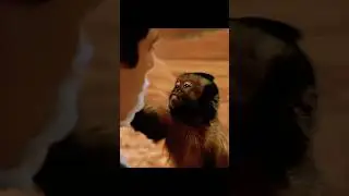 Monkey Menace 🤣 Best Dexter Moments In Night Of The Museum #shorts #dexter #movie #monkey