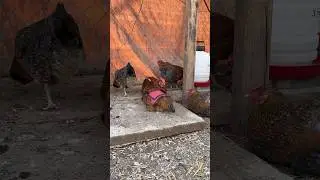 Meeting of the minds #chickens #chickenlife #chicken #farmlife #raisingchicks #henchicken #rooster