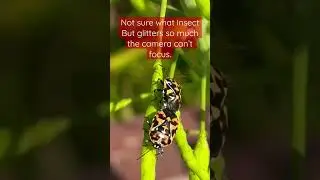 Unknown lady bug looking insect in the garden mating. Could be a specie of ladybugs. #insects #farm