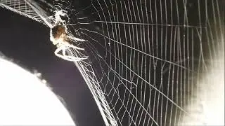 Cat-Faced Spider