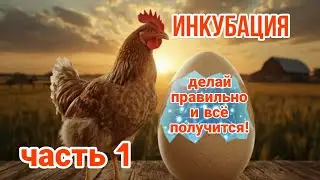 Как в инкубаторе вывести цыплят