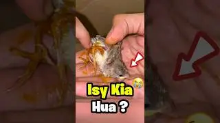 Sparrow Rescue