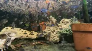 &ldquo;Escondido&rdquo; herichthys carpintis babies!!!!