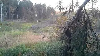 black bear visit while deer hunting