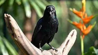 পাখি/মজার (Pet/Funny):আমার শখের পোষা পাখিরা | My Pet Bird #Birds #Nature #BirdLover #BanglaVlog
