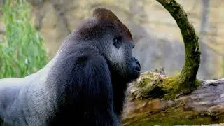 Gorillas Galore!  Close up footage or gorillas in their natural habitat!