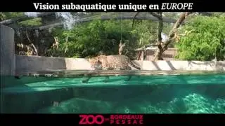 Les jaguars du Zoo de Bordeaux Pessac