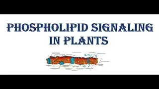 Phospholipid Signaling in Plants