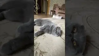 #кот #скоттишфолд #животные #зверухи #звёзды #милахи #cat #animals #cute #sweet #beauty #stars