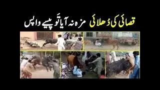 Funny Qurbani Videos || Angry Bull 2022