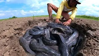 It's amazing! catching many monster catfish in dry season after rain by hand a fisherman