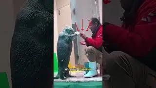 Зачем выдры дарят камушки? #жизнь #новости #выдра