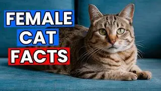 9 Surprising Facts About Female Cats You NEED To Know (#6 is kind of ODD!)